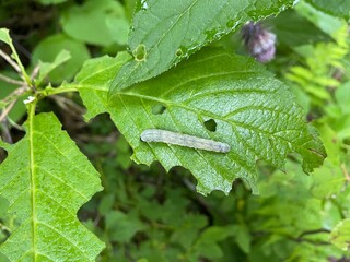 caterpillar