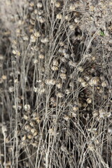 Linum stems with boxes on the land closeup, linen raw harvesting