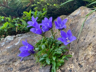 Purple alpine