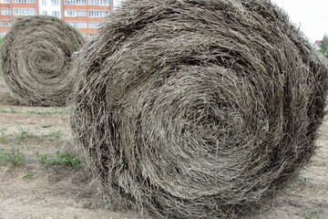 Linum hay bale on the land closeup, linen raw harvesting