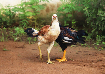 two Chicken watching and running 