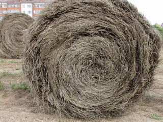 Linum straw bale on the field closeup, linen raw harvesting