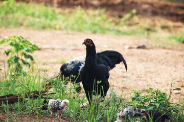 two Chicken watching and running 