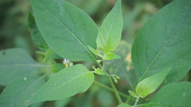 Solanum nigrum (black night shade, ranti, lenca, blackberry nightshade, European black night shade) with natural background. The plant has a history of medicinal usage, dating back to ancient Greece.