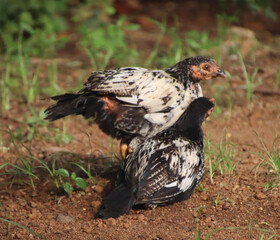  two chickens making love