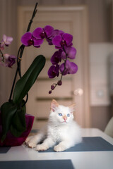 Fototapete bei efototapeten.de bestellen   