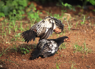 two chickens making love