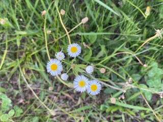 Obraz premium daisy in the grass
