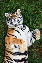 Portrait of a Amur tiger on a grass in summer day.
