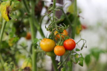 Yellow red tomatoes on a branches with leaves in greenhouse, fresh home-made vegetables, healthy food gardening in Europe
