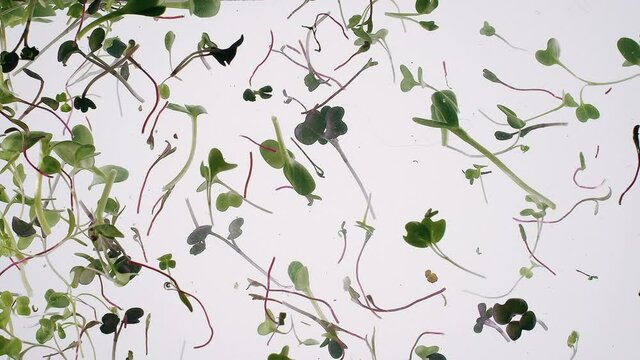 fresh micro greens sunflower Germination Tree plant sprouts in rotating in water