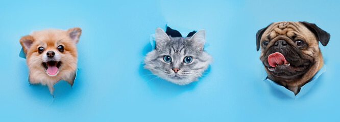 Funny gray kitten and smiling dogs with beautiful big eyes on trendy blue background. Lovely fluffy...