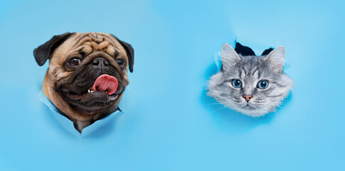 Funny gray kitten and smiling dog on trendy blue background. Lovely fluffy cat and puppy of pug...