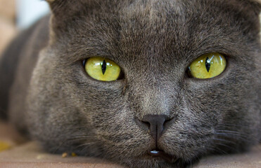 A large gray cat with yellow green eyes. A close-up of a cat that lies on the floor.