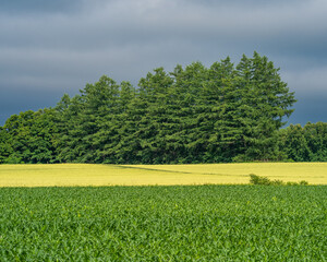 여름 농촌 풍경