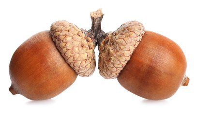 Two beautiful brown acorns on white background