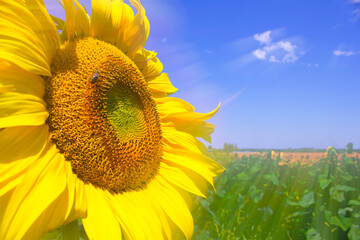 A large yellow sunflower grows in a field. 