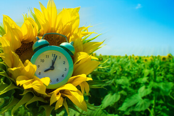 A small blue alarm clock in a field with sunflowers. 