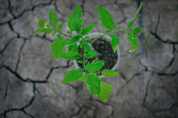 The seedling tomato is a view from above against the background of this earth. 