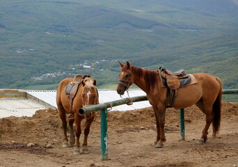 horses in the mountains