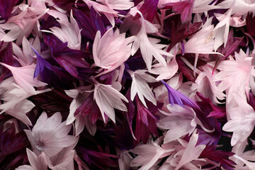 Beautiful colorful cornflowers petals as background, top view