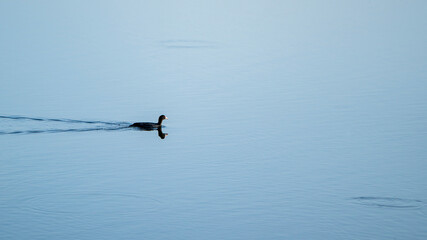 Eurasian Coot 