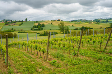 Obraz premium Landscape of Monferrato near Calliano at springtime
