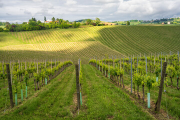 Fototapeta na wymiar Landscape of Monferrato near Calliano at springtime