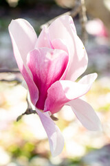 Beautiful pink magnolia flower blooming on the tree. Spring blossom