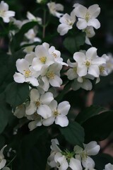 Fototapeta premium Closeup view of beautiful blooming white jasmine shrub outdoors
