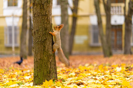 Fluffy beautiful squirrel on a tree trunk among yellow leaves in autumn in a city park