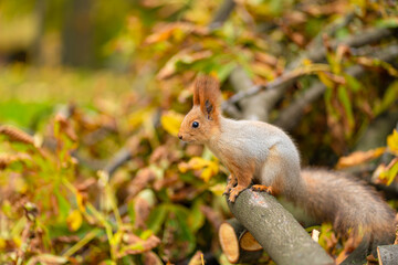 Close-up portrait of a fluffy beautiful squirrel on a branch of a sawn tree with yellow leaves in an autumn park