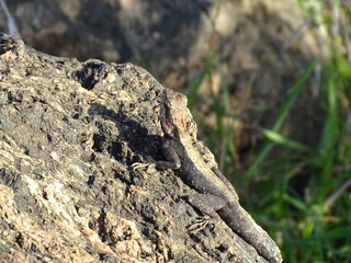 Mountain Rock Lizard