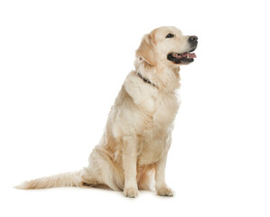 Cute Golden Retriever dog on white background