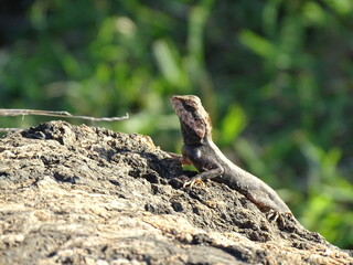 Mountain Rock Lizard