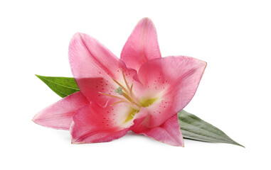 Beautiful pink lily flower isolated on white