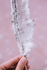 Close up seagull feather with salt crystals on it. Feather in the hand on the pink lake background. Close up salt grain crystals on the bird feather.