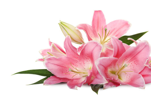 Beautiful pink lily flowers on white background
