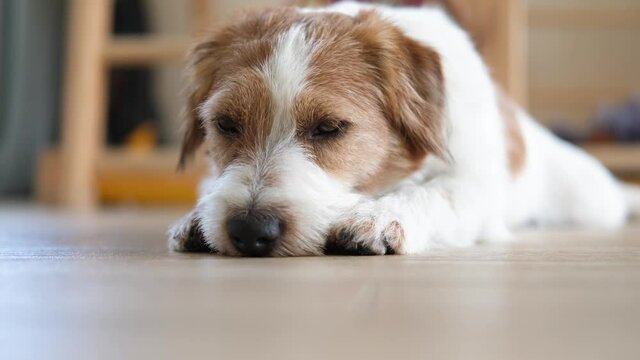 Cute dog, jack russell terrier, lying on the floor and relaxing. Video in 4K.