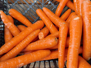 Zanahorias