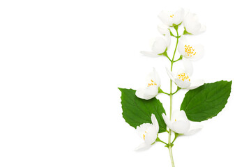 Naklejka na ściany i meble Jasmine flowers isolated on white background. clipping path