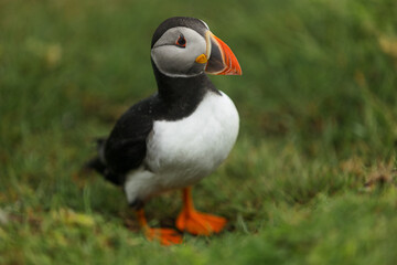 puffin portrait