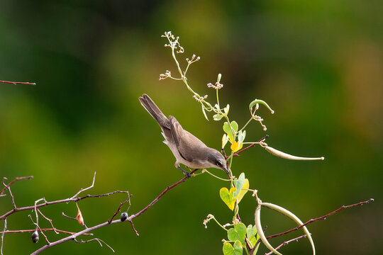 Sylvia Sit On Grass.
Typical Warbler Sit On Green Trees