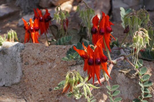 Sturt desert pea flower, Western Australia.