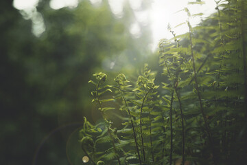 Green fern wallpaper in sunlight