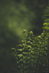 Green fern wallpaper in sunlight