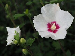 真夏の湖畔に咲く白いムクゲ