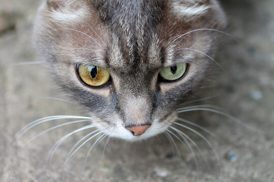 A gray funny tabby cat with big different color eyes tracks prey, hunts for a mouse. close-up