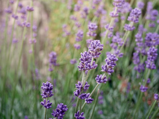 Soft focus on lavender flowers.