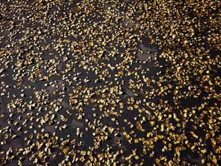 Dry yellow leaves on the asphalt in the sunny autumn.